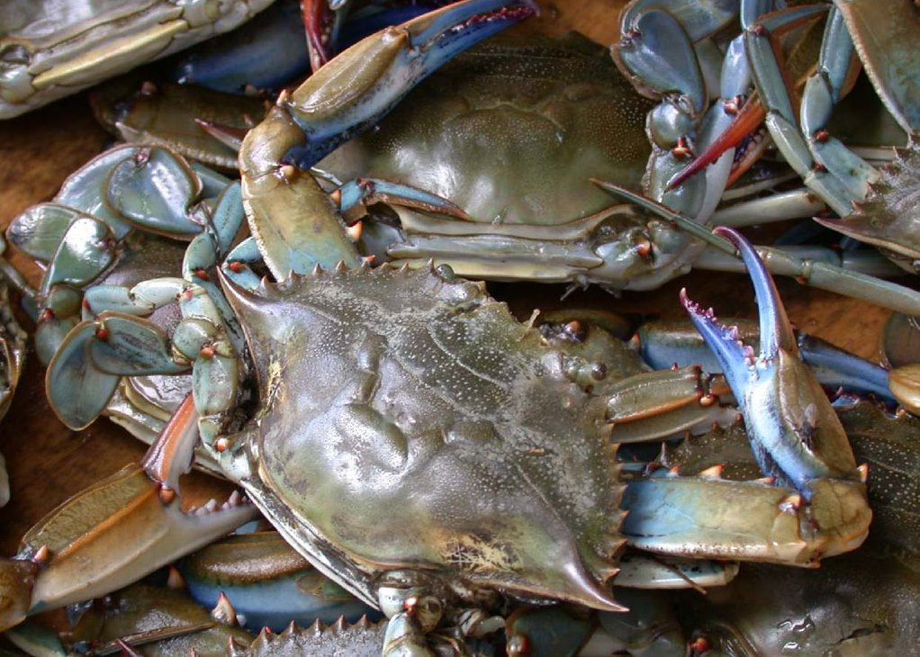 Chesapeake Bay Scientists Concerned by Low Numbers of Young Female Blue Crabs