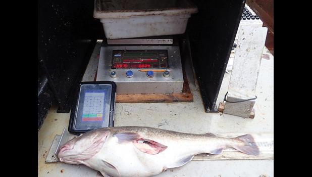 NOAA Trawl Survey Finds No Cold Water In Bering Sea; Conducts Emergency Survey in North