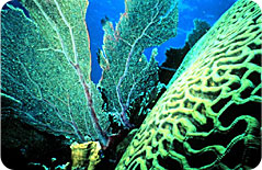 Deep-Sea Corals Win Protection in Gulf of Mexico