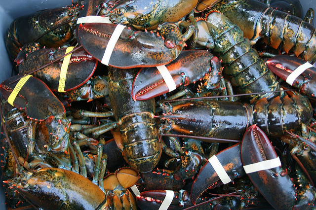 How Trumps Trade War Could See U.S. Lobster Industry Use Canada as Conduit to China