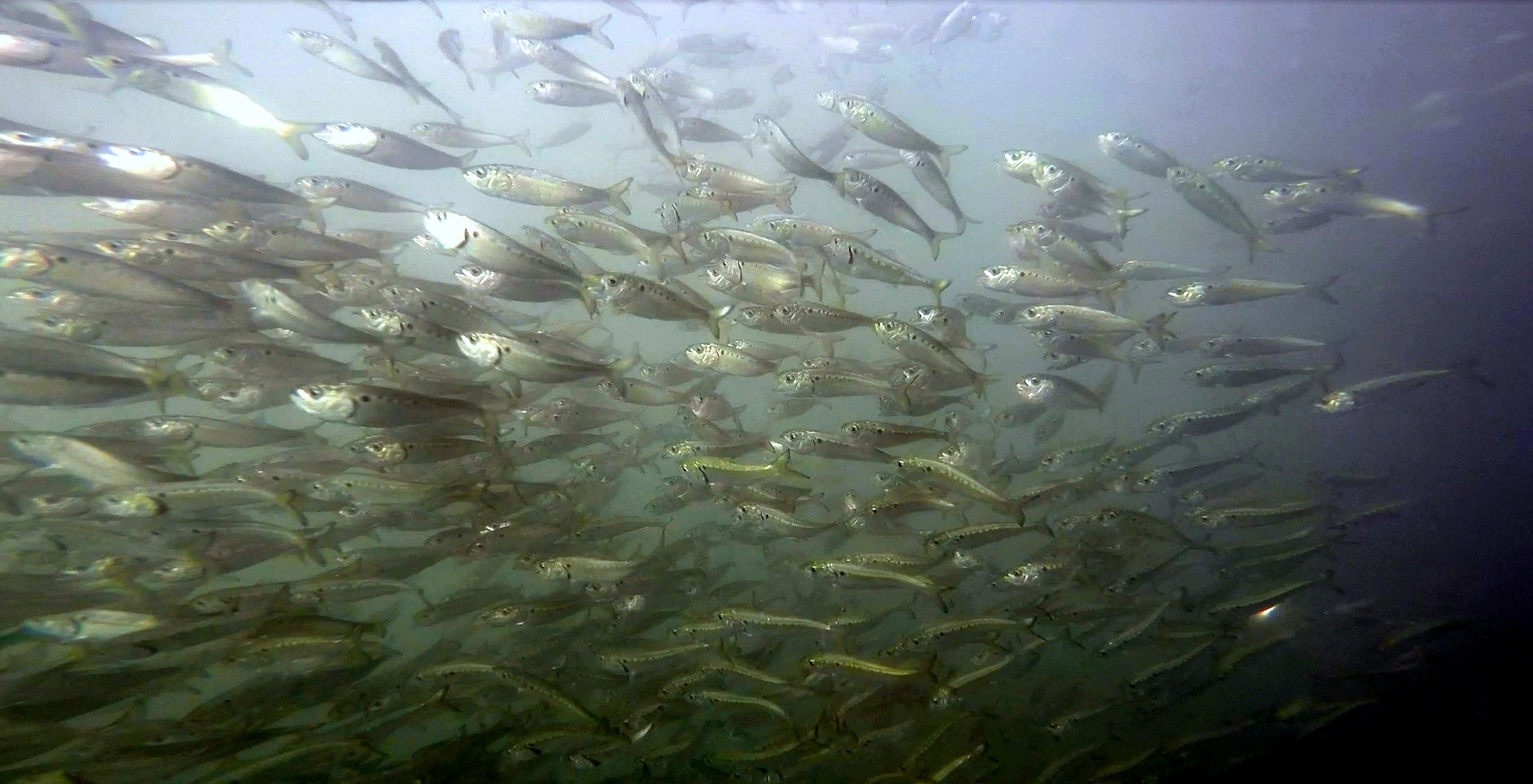 ASMFC Tables Menhaden Issue; Giving Virginia a Year to Come into Compliance